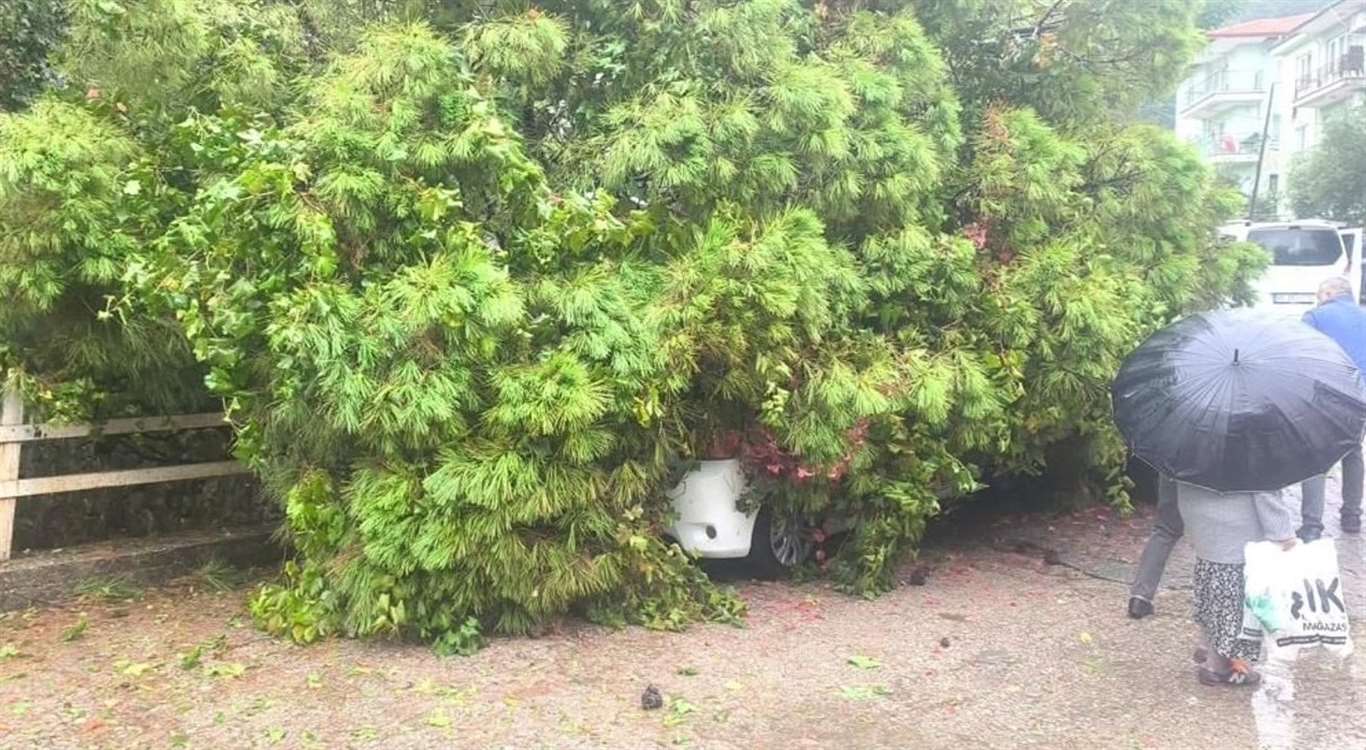    Menteşe’de çam ağacı park halindeki otomobilin üzerine devrildi haberi