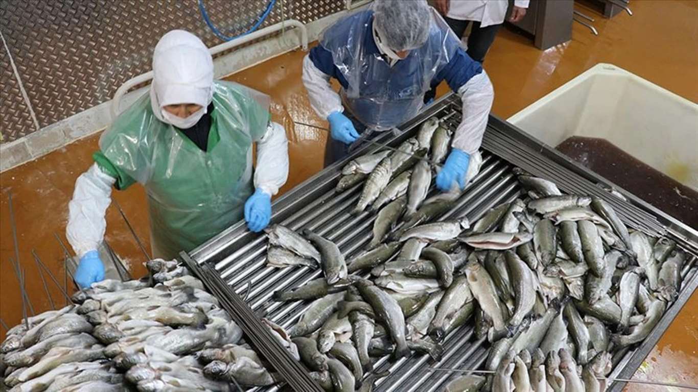 Muğla’dan dünyaya yavru balık ihracatı haberi