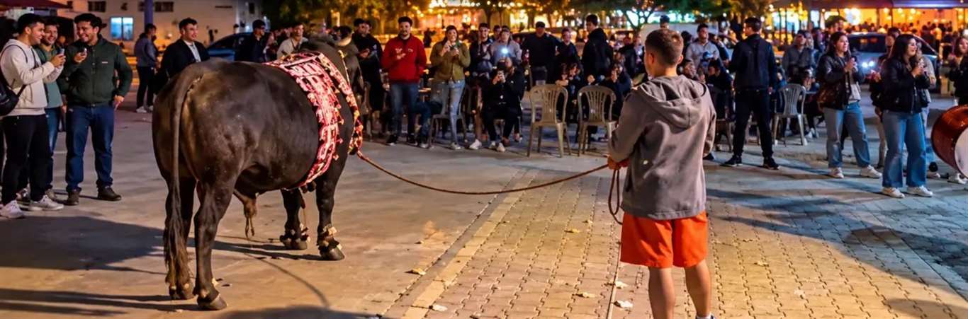  Kötekli'de öğrencilerin boğa şaşkınlığı haberi