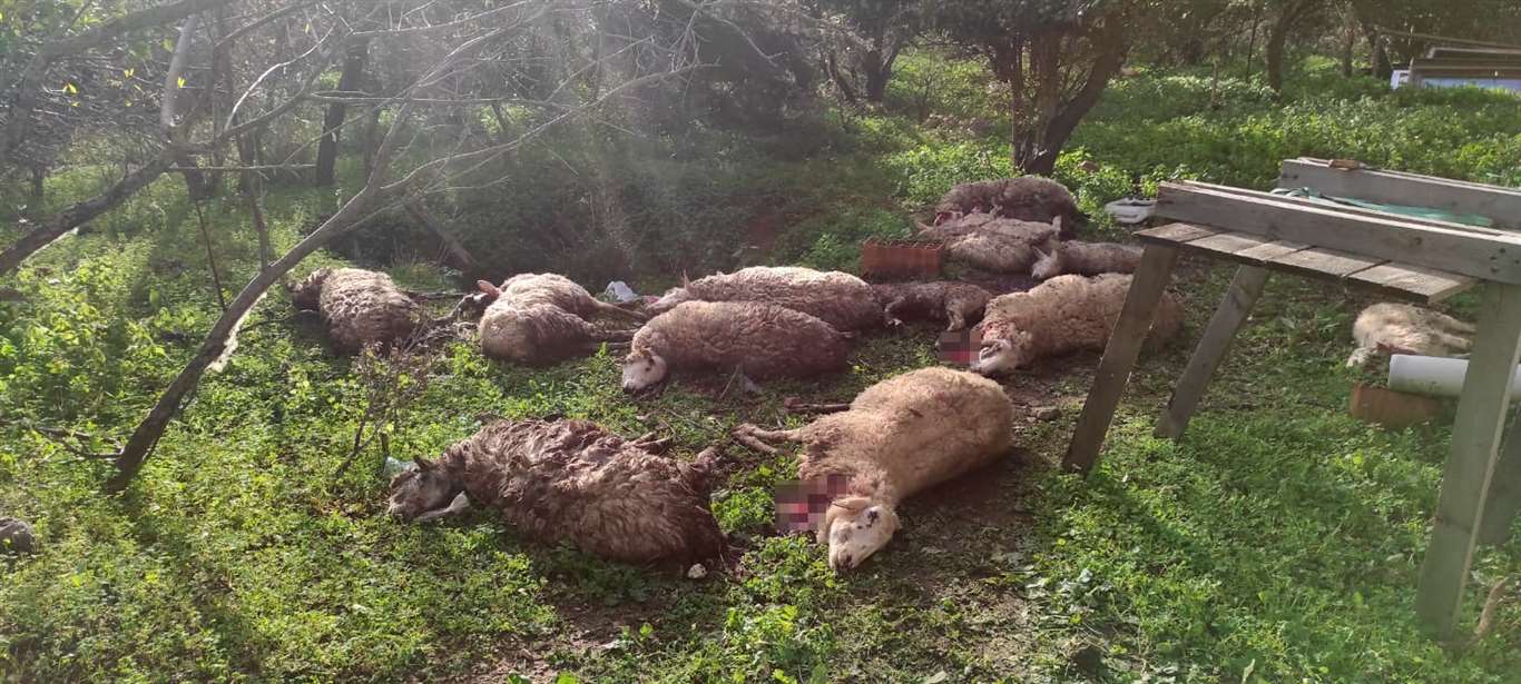       Koyunlarını ölü görünce köpekleri kafalarından vurarak öldürdü haberi