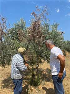 Menteşe'de zeytin ağaçlarında Verticillium solgunluğu kontrolleri yapıldı haberi