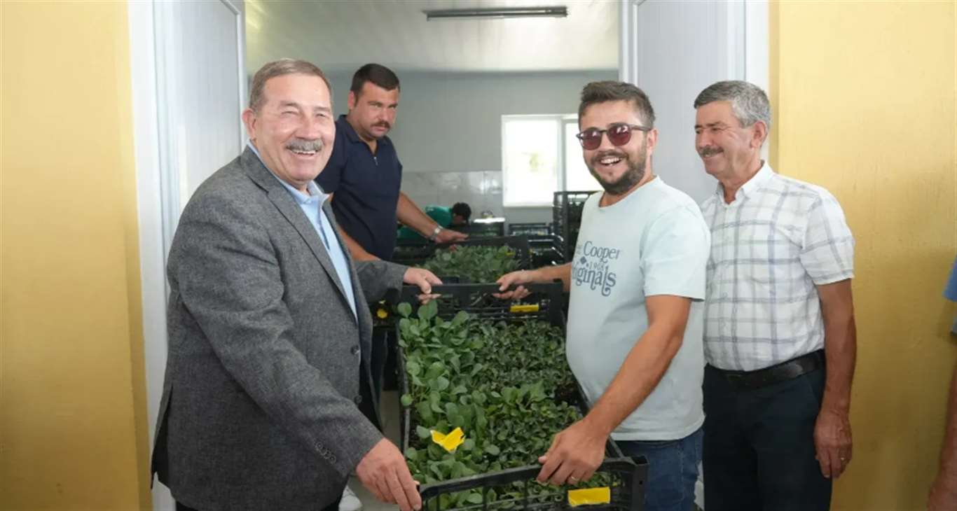 Milas’ta 85 üreticiye 170 bin kışlık sebze fidesi desteği haberi