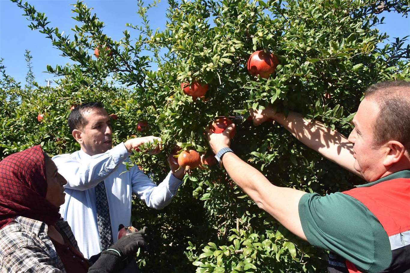 Ortaca'da Nar hasadı haberi