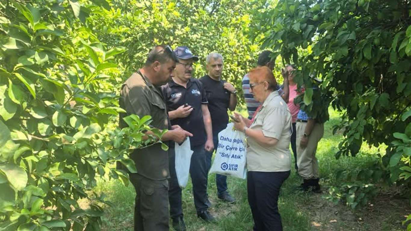       Turunçgil üretiminde biyolojik mücadele çalışmaları sürüyor haberi