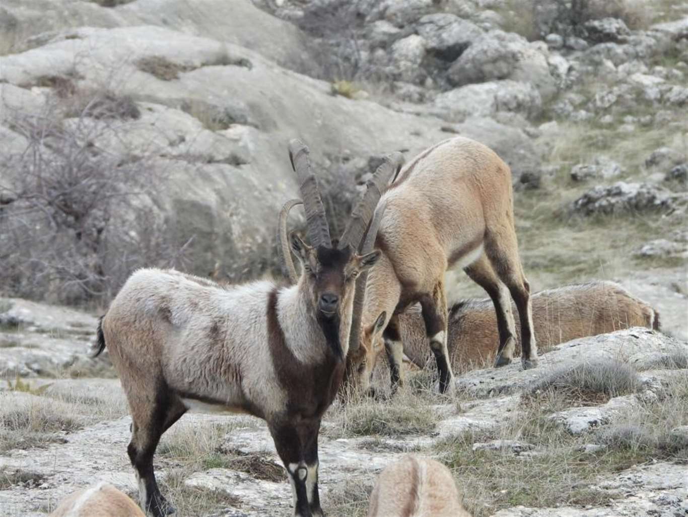 Muğla’da 11 yaban keçisi için av ihalesi tepkilere neden oldu haberi
