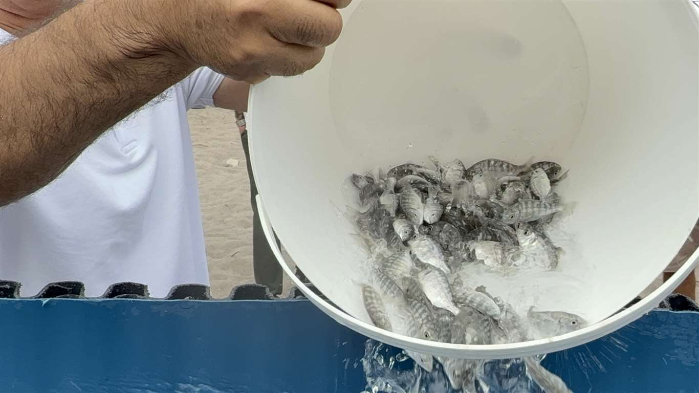 Balık festivalide binlerce yavru balık denize bırakıldı haberi