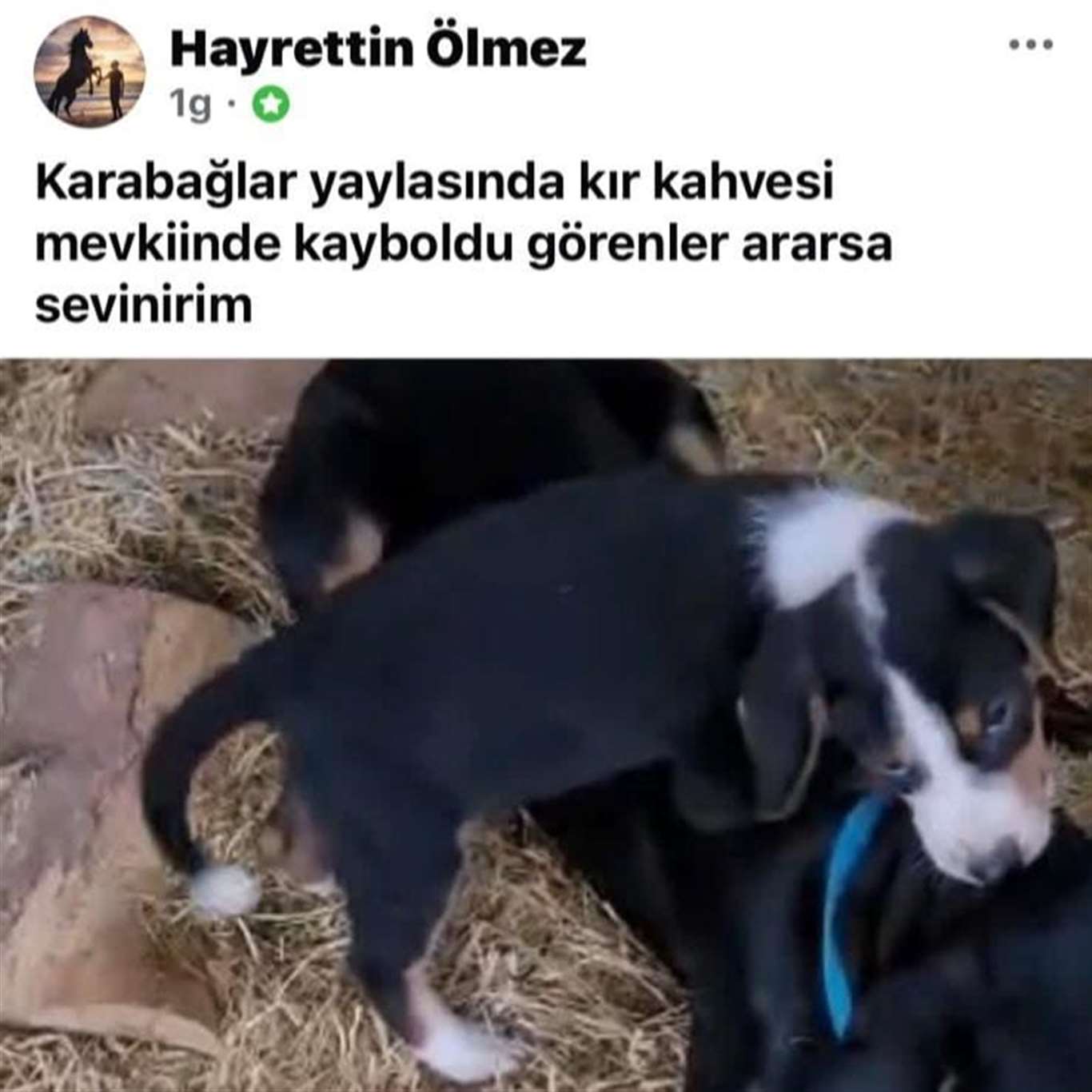 Köpeği çalınan vatandaştan hırsıza ilginç çağrı haberi