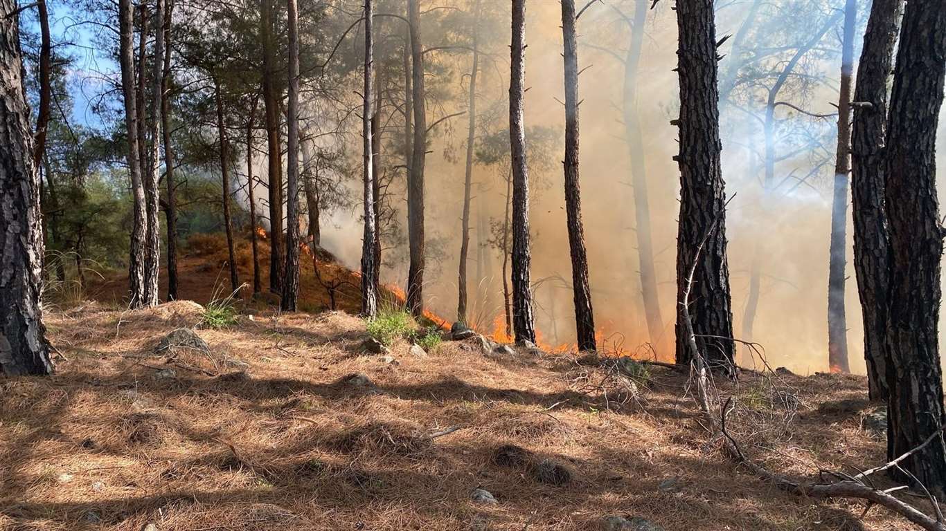 Seydikemer'de orman yangını haberi