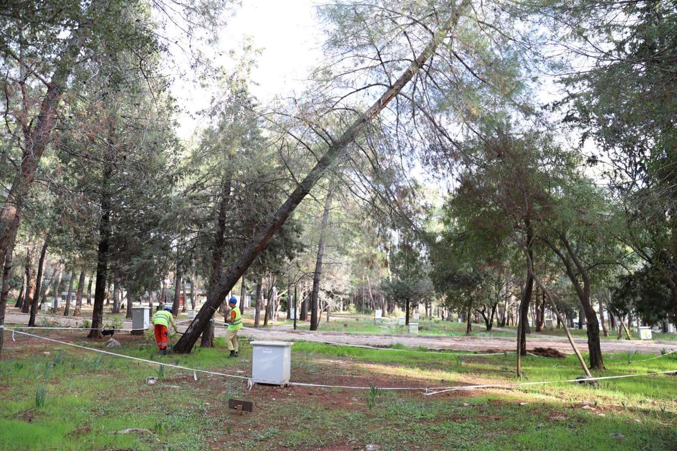 Akyaka Orman Kampı'nda ağaç kesim tartışması: Orman Bölge Müdürlüğü açıklama yaptı haberi