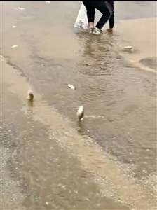 Bodrum'da gölet taştı, balıklar asfalta savruldu haberi