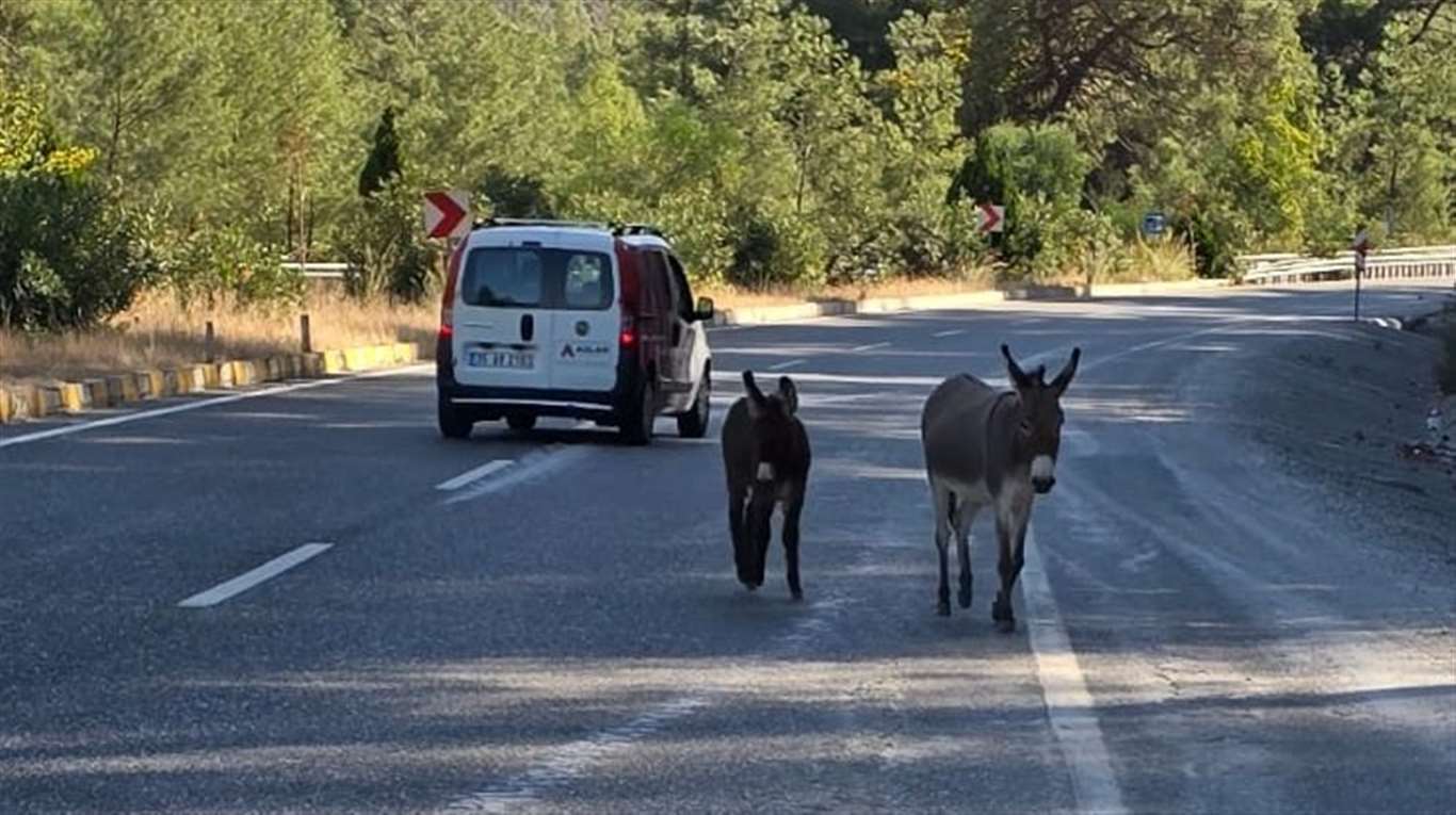       Başıboş eşekler yolları mesken tuttu haberi