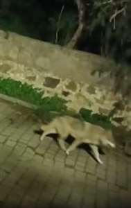       Bodrum'da yerleşim alanlarına yakın beş kurt görüntülendi haberi