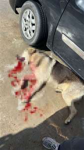 Bodrum'da iki köpeğin silahla vurulduğu iddiası haberi