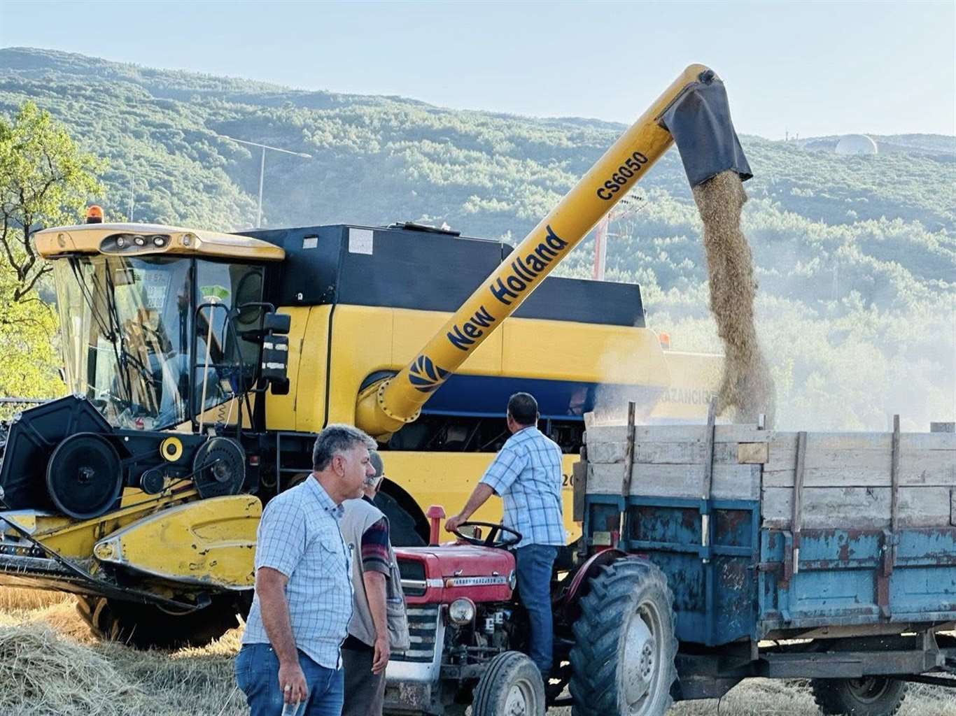          Menteşe'de buğday hasadında sona yaklaşıldı: 7 bin ton rekolte bekleniyor haberi