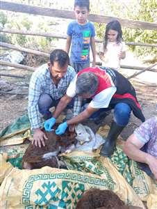 Muğla’da buzağı kayıplarını azaltmak için yeni proje başlatıldı haberi