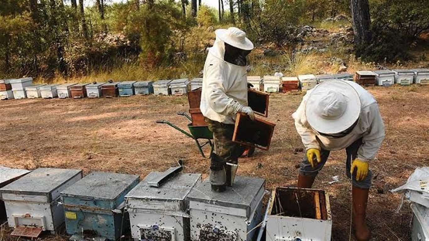 Çam balında hedef 250 milyon dolar ihracat haberi