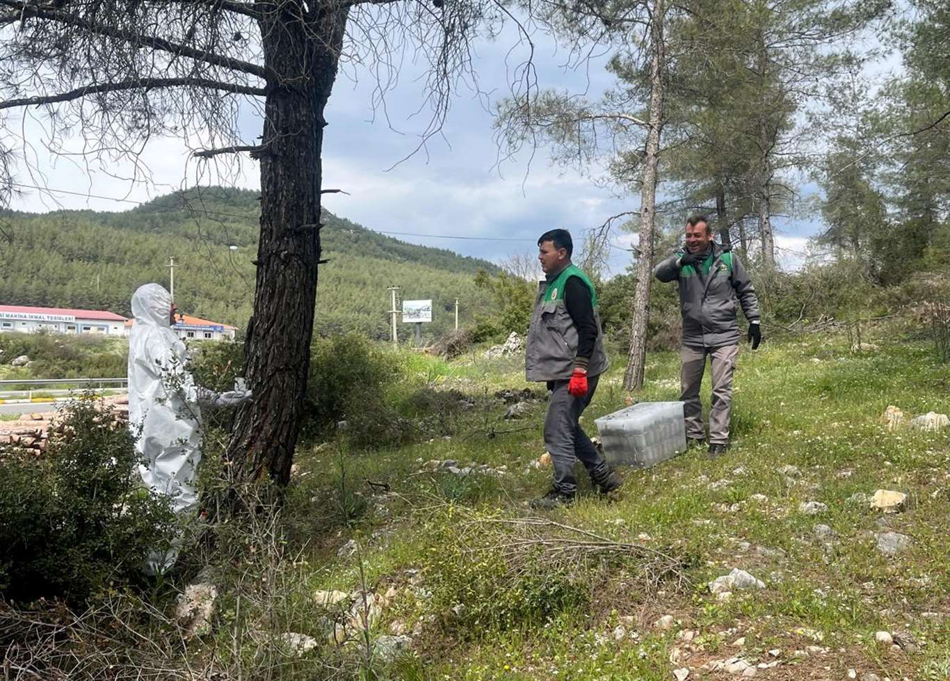 Çamkese böceği ile mücadele devam ediyor haberi