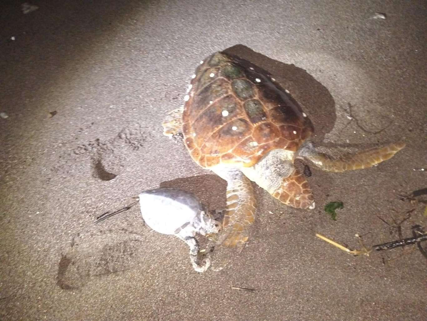 Marmaris'te 2 caretta caretta kıyıya vurdu haberi