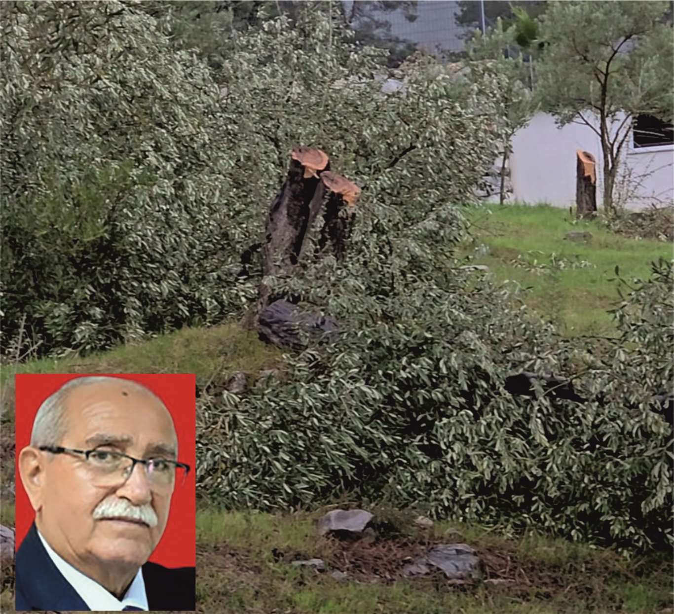 Zeytin ağaçlarını kesen ve görevinden istifa eden CHP'li başkana 36 bin 762 lira para cezası haberi