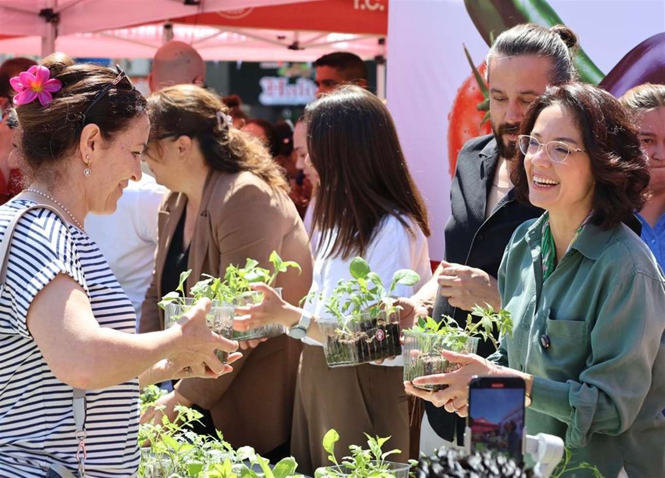 Menteşe'de 60 bin ata tohumu fidesi dağıtıldı haberi