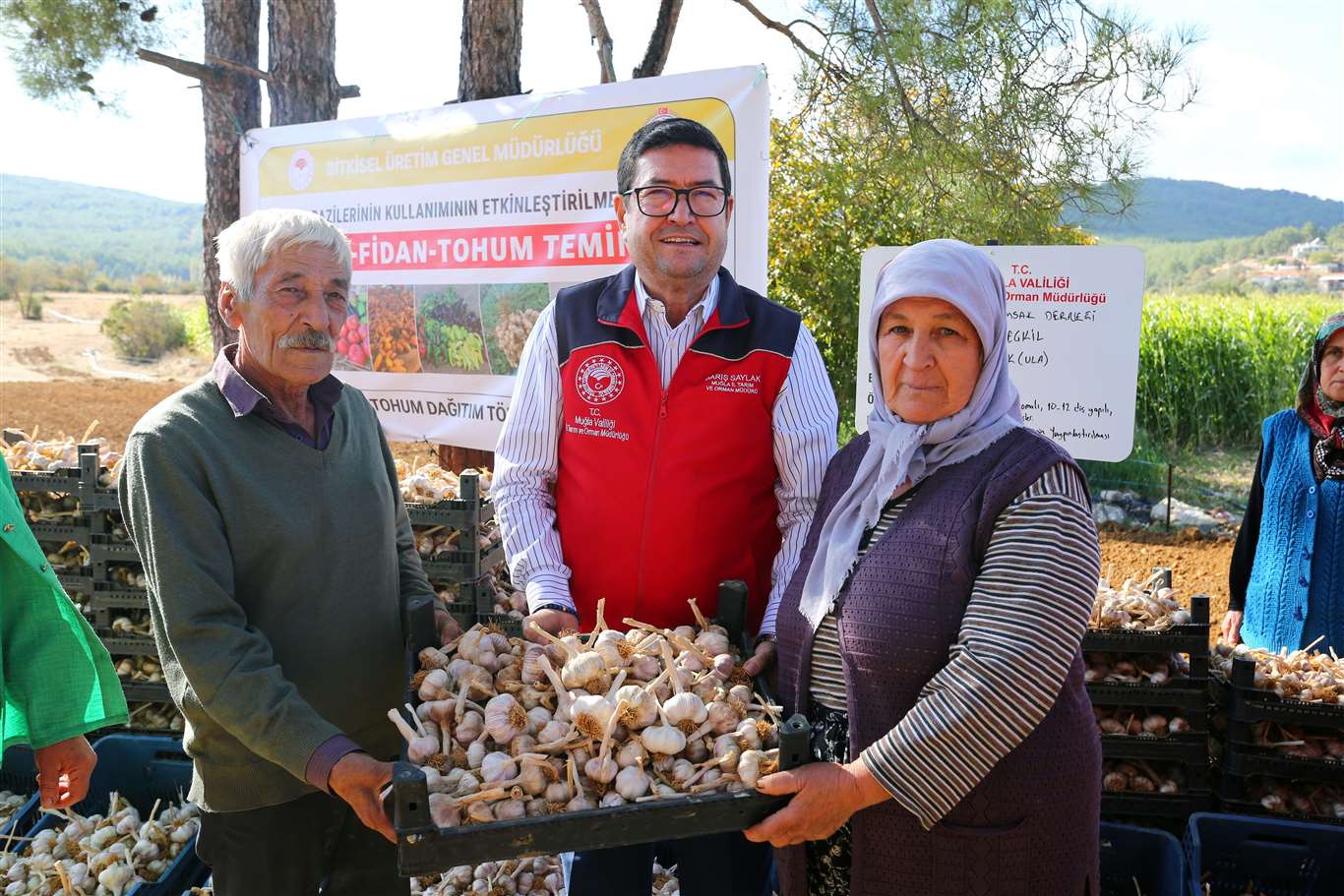 Coğrafi işaretli Ula sarımsağında imece usulü üretim haberi