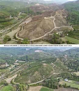    6 yıllık çalışma sonuç verdi: Karaağaç yeniden yeşerdi haberi