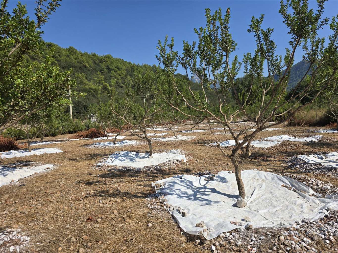 Muğla’da 11 yıllık emeğin karşılığı: Sakızda ilk hasat heyecanı haberi