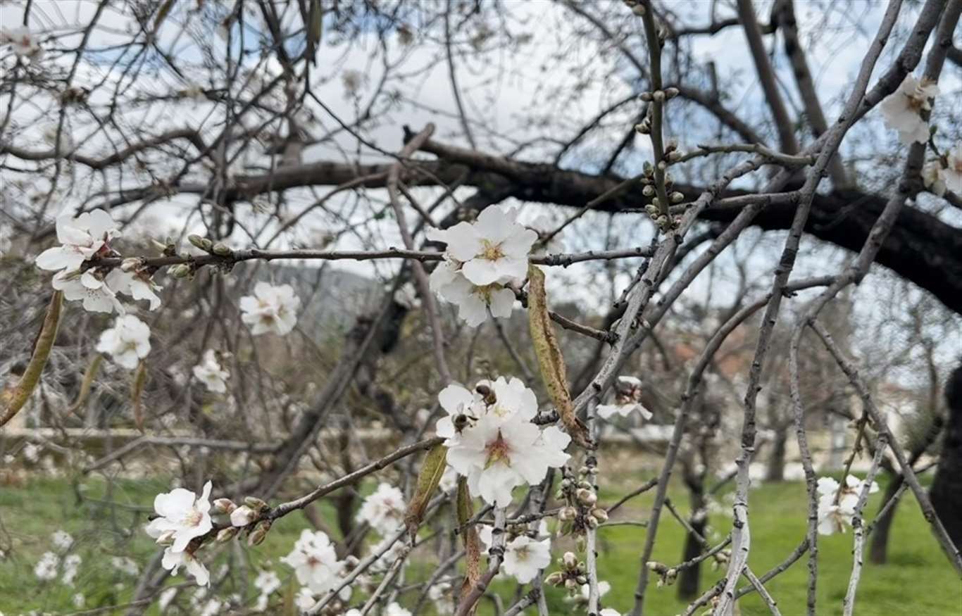  Datça'da badem ağaçları kış ortasında çiçek açtı haberi