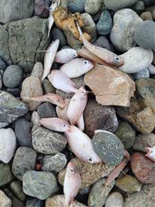 Datça'da kıyıya vuran ölü balıklarla ilgili açıklama: Tehlike bir bulguya rastlanmadı haberi