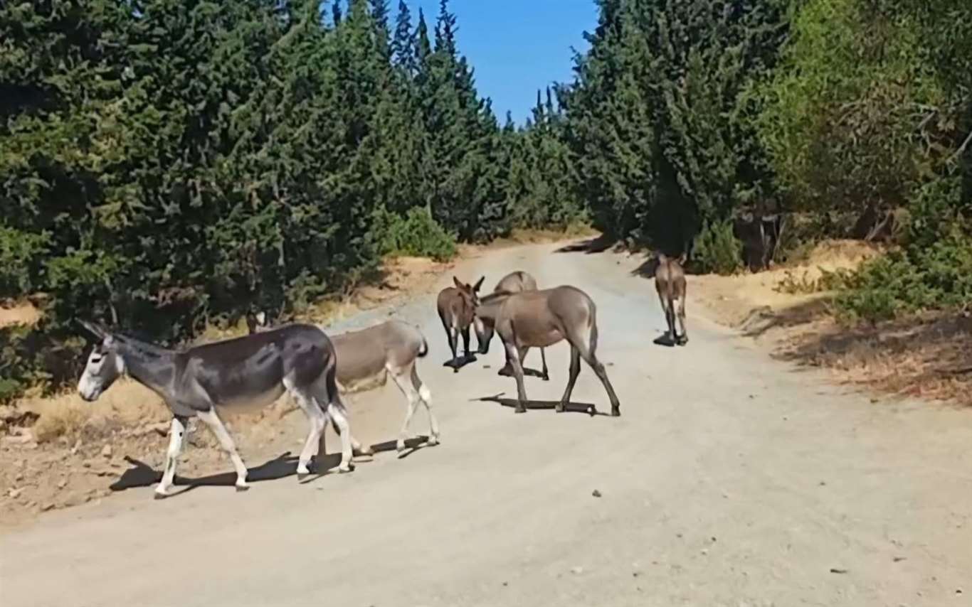 Datça'da toplanan eşekler yeniden doğaya salındı haberi