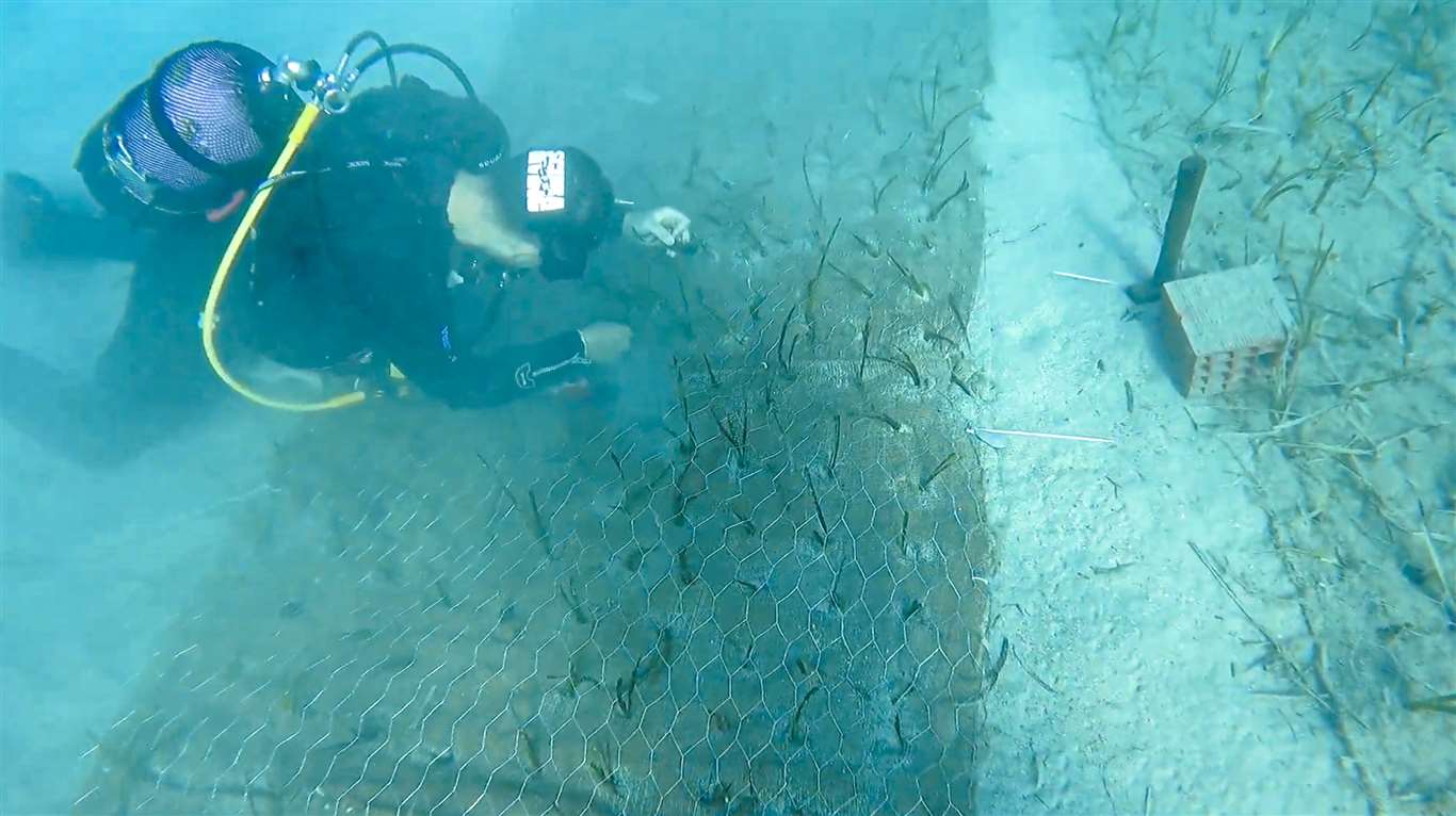 Göcek'te 2 bin yaşında deniz çayırı keşfedildi haberi
