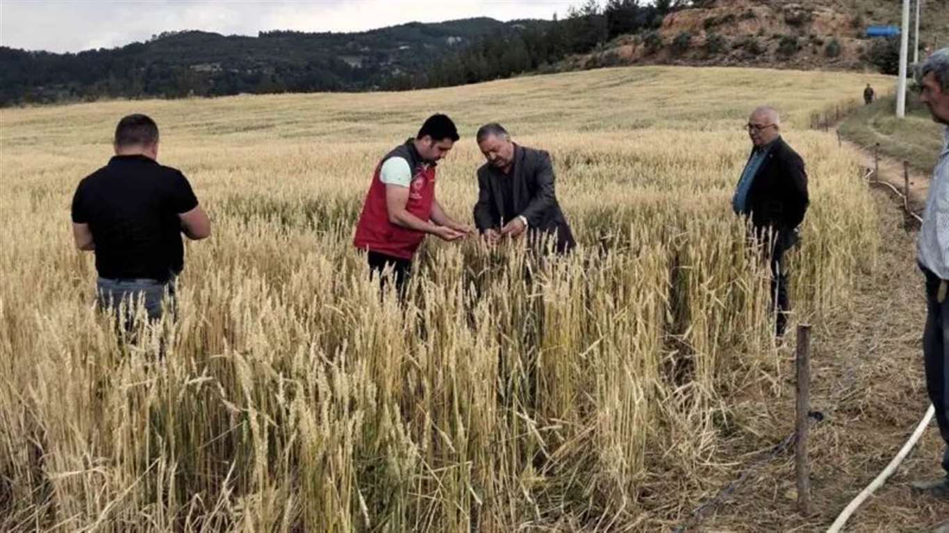  Tarımda afetlerden en çok Köyceğiz etkilendi haberi