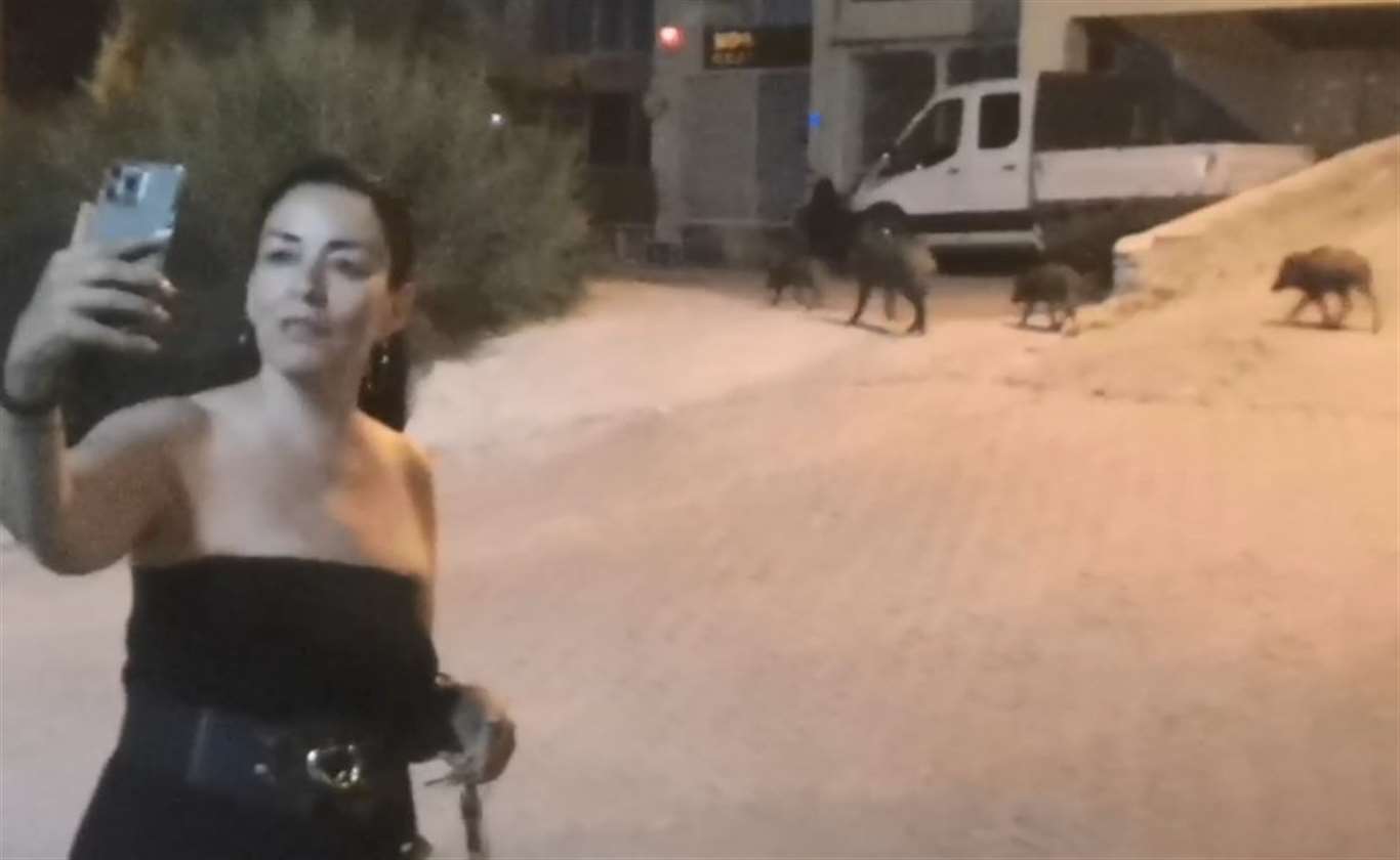   Domuzlarla selfie modası haberi