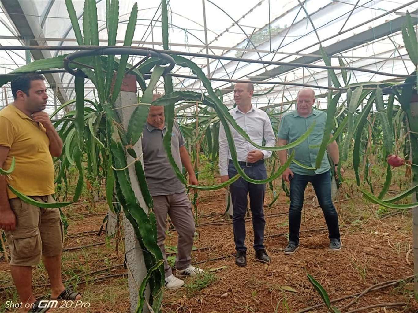    Köyceğiz'de ilk defa üretilen ejder meyvesi hasat töreni yapıldı haberi