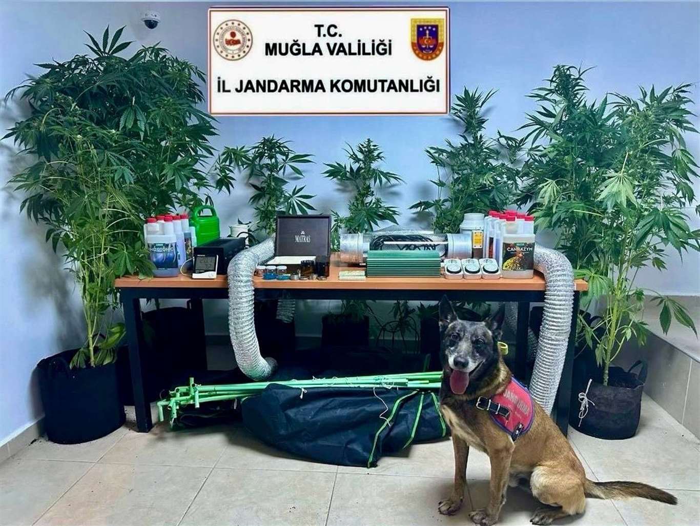       Evini uyuşturucu bahçesine çeviren öğretmen açığa alındı haberi