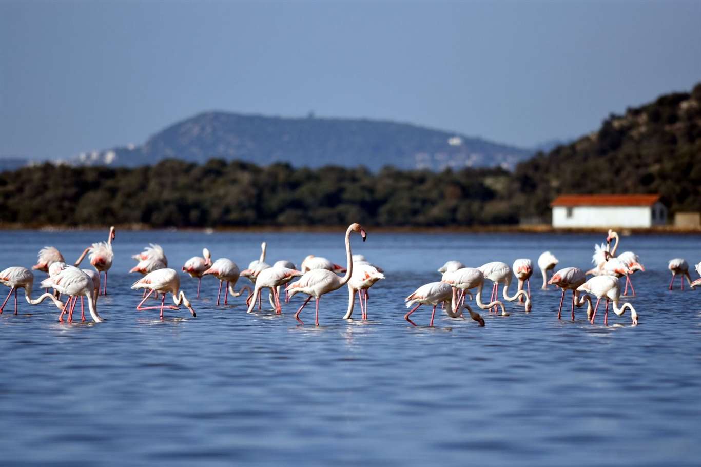 Flamingo cennetinde eylem hazırlığı haberi