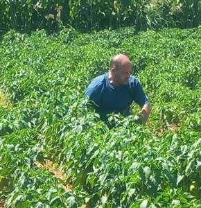 Menteşe'de hasat öncesi pestisit kalıntı kontrolleri devam ediyor haberi