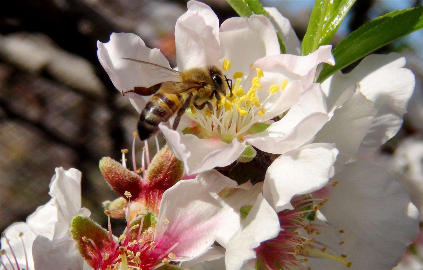 İlk cemre havaya düştü haberi