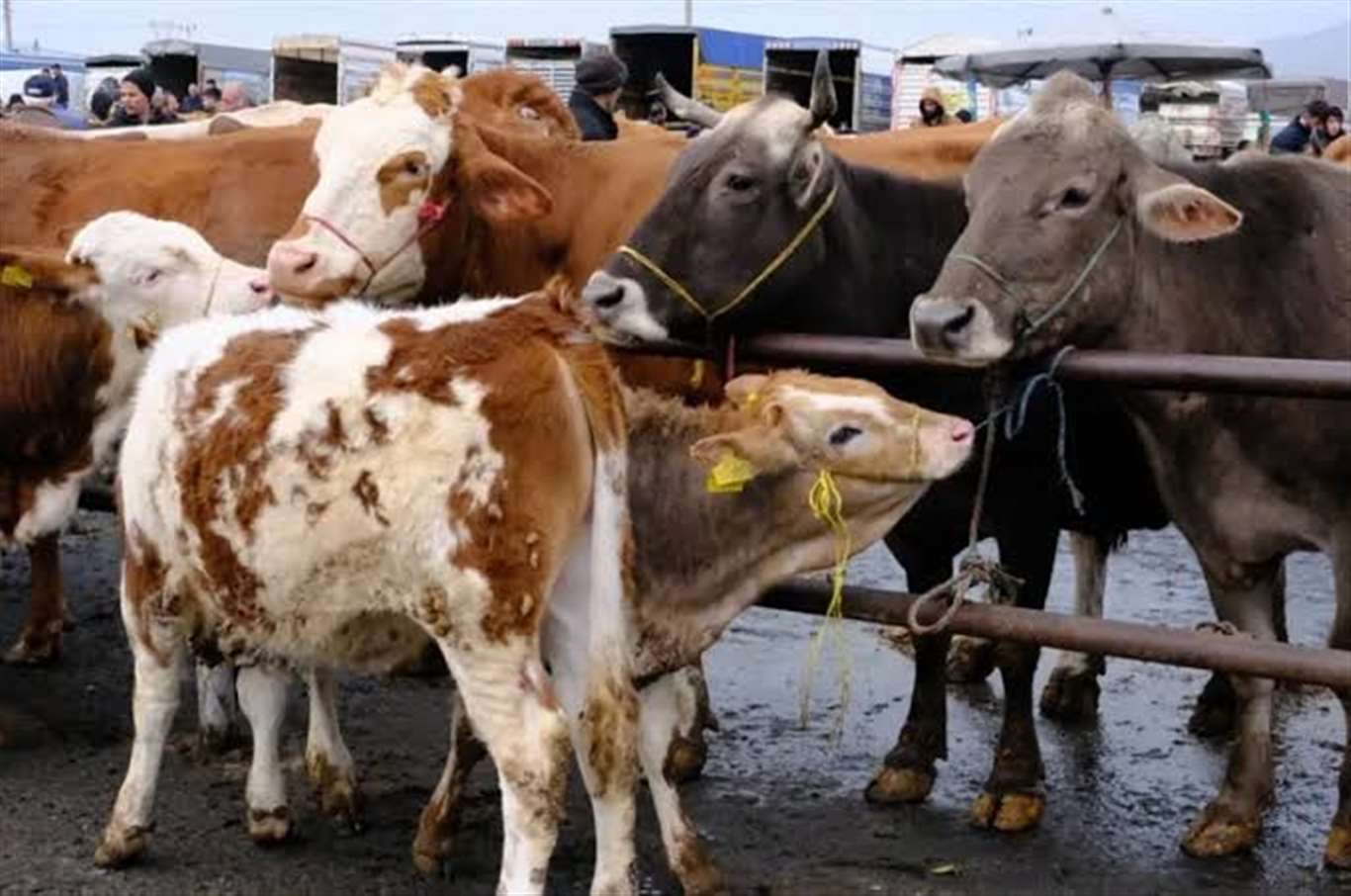Bayır Hayvan Pazarı ikinci bir emre kadar kapatıldı haberi