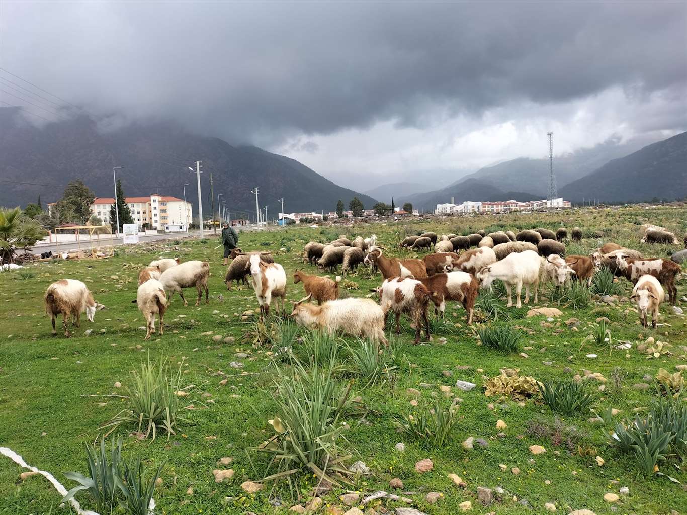 Köyceğiz'de yağışlar ot verimini artırdı haberi
