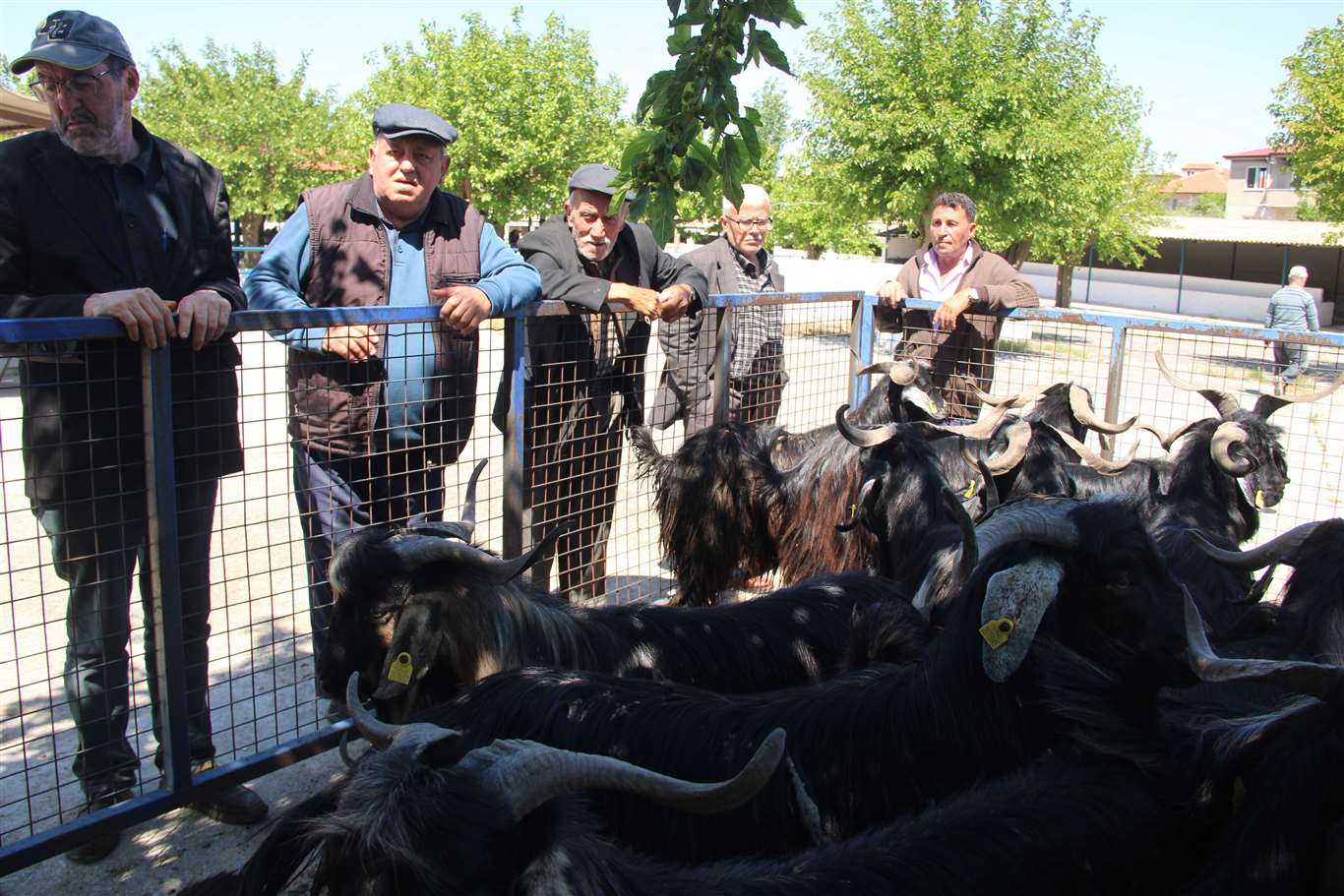 Muğla'da kurbanlık satışları devam ediyor haberi