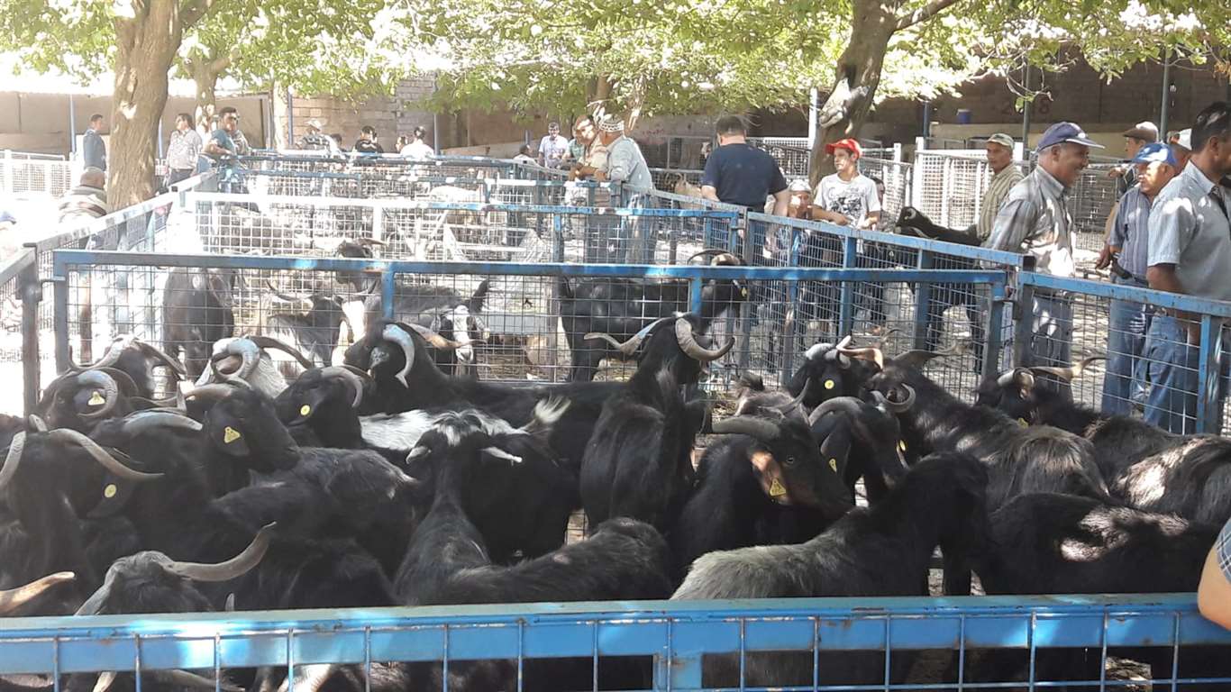 Kurban bayramı hazırlıkları tamamlandı haberi