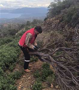 Kuru Geven köylünün gelir kaynağı oldu haberi