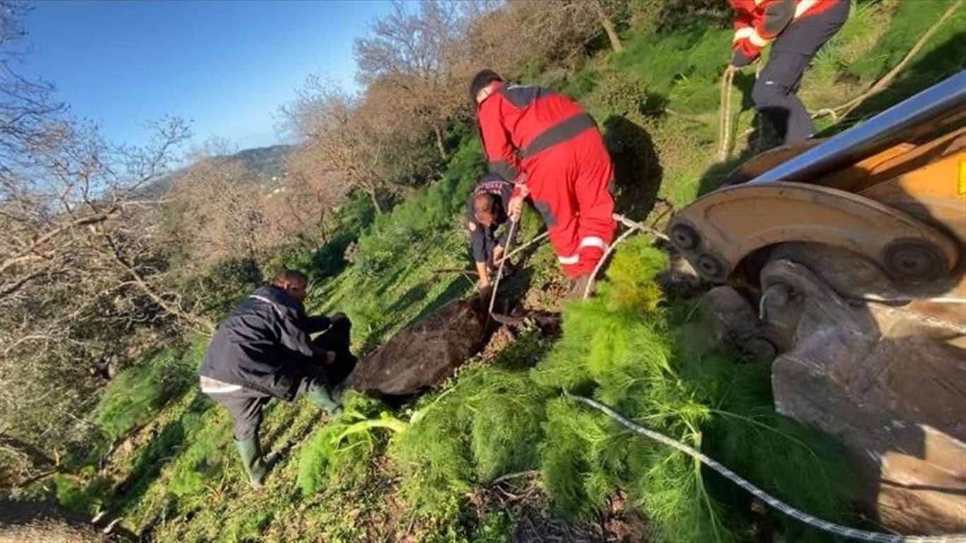    Kuyuya düşen buzağı kurtarıldı haberi