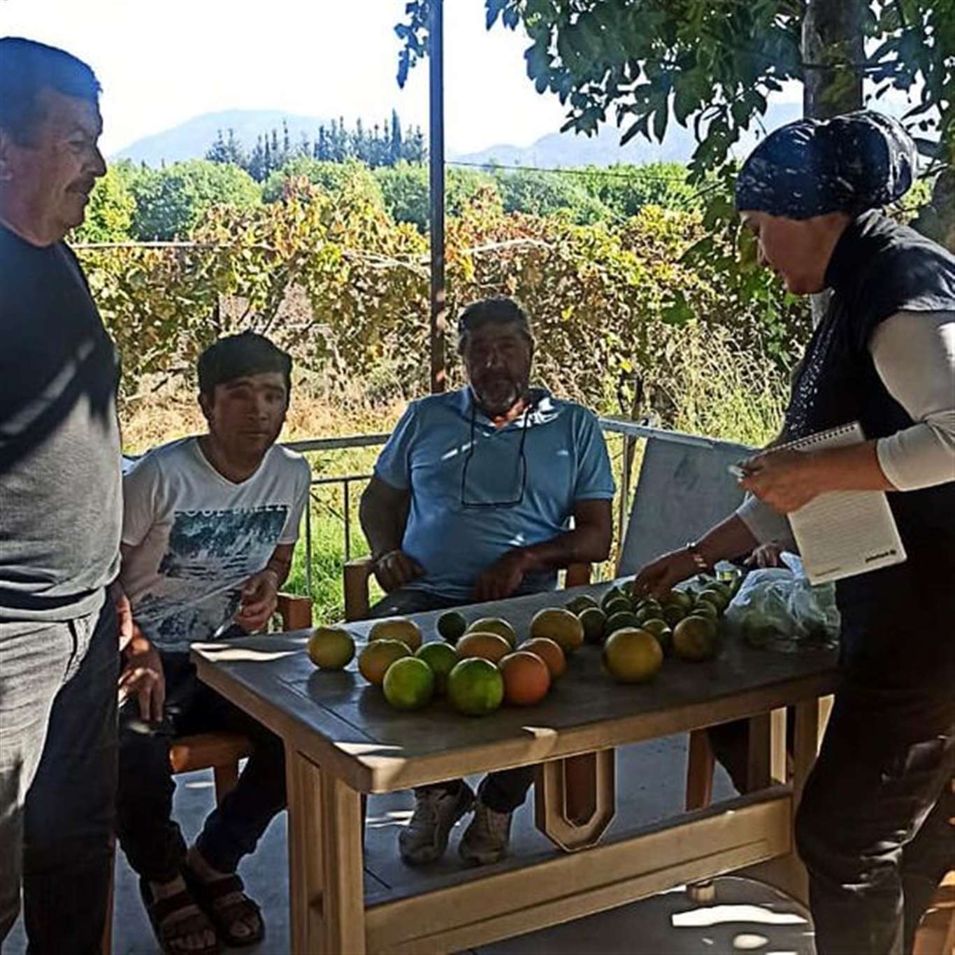 Ortaca'da limon ve greyfurt bahçelerinde incelemelerde bulunuldu haberi