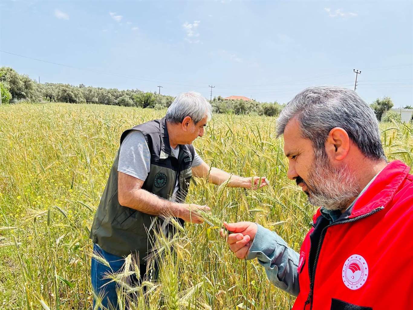  Menteşe'de ekipler sahada hastalık ve süne denetiminde haberi