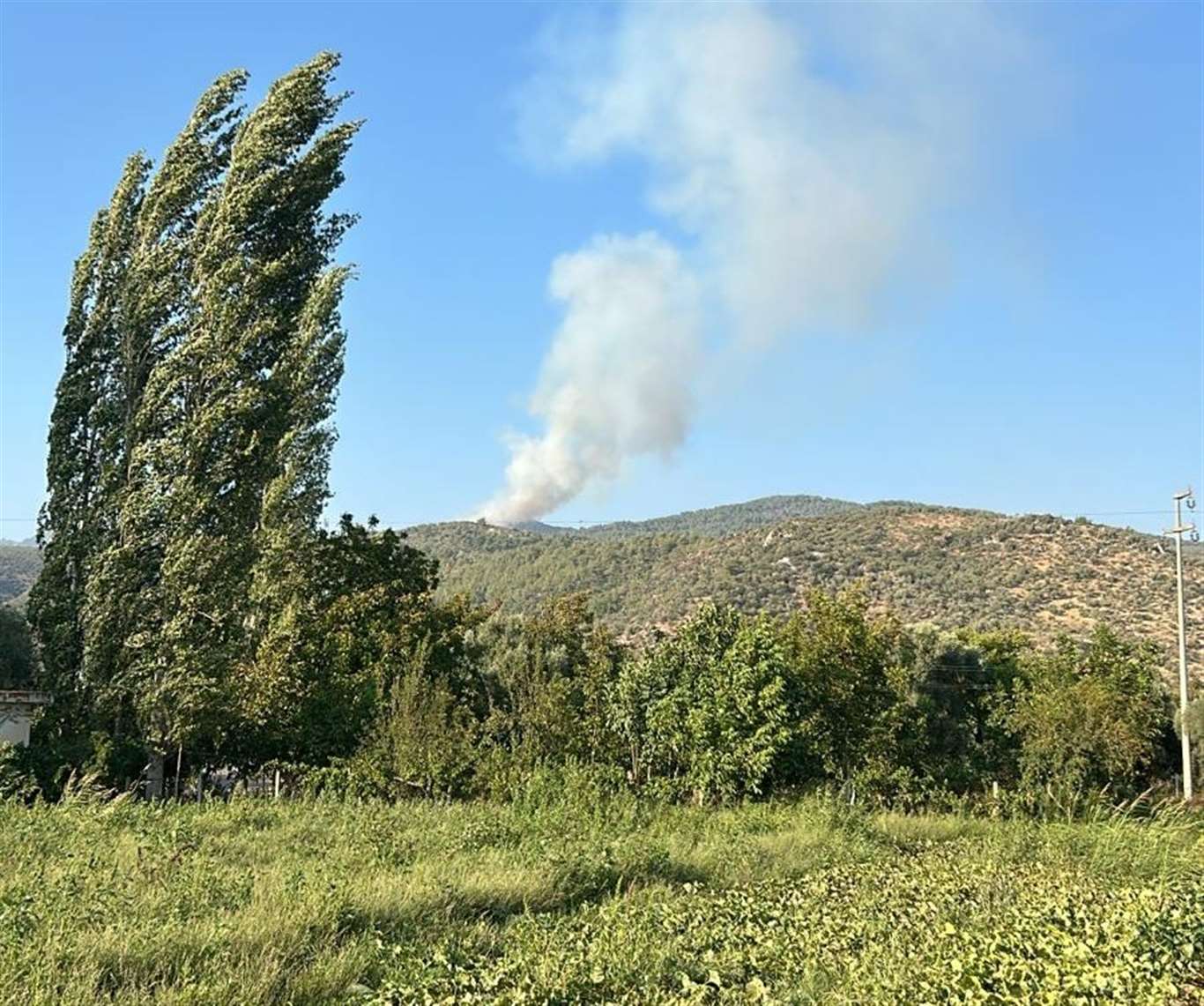 Milas'ta orman yangını haberi