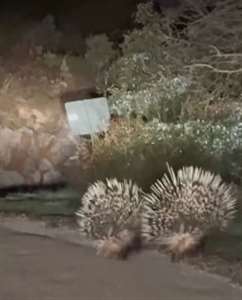 Menteşe'de doğa zenginliği: Üç oklu kirpi kamerada! haberi