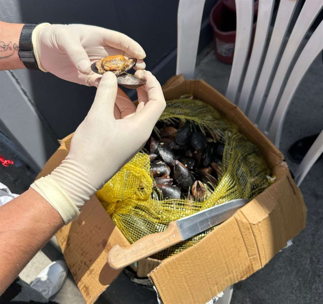 Otogarda 100 kilo sağlıksız midye ele geçirildi haberi