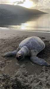    Sahile ölü Caretta deniz kaplumbağası vurdu haberi